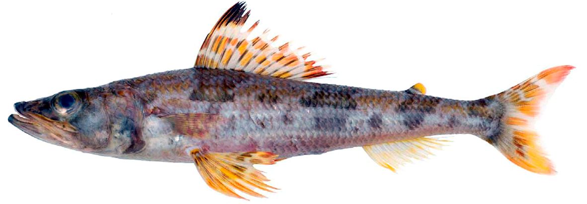 Aulopus filamentosus_02.jpg